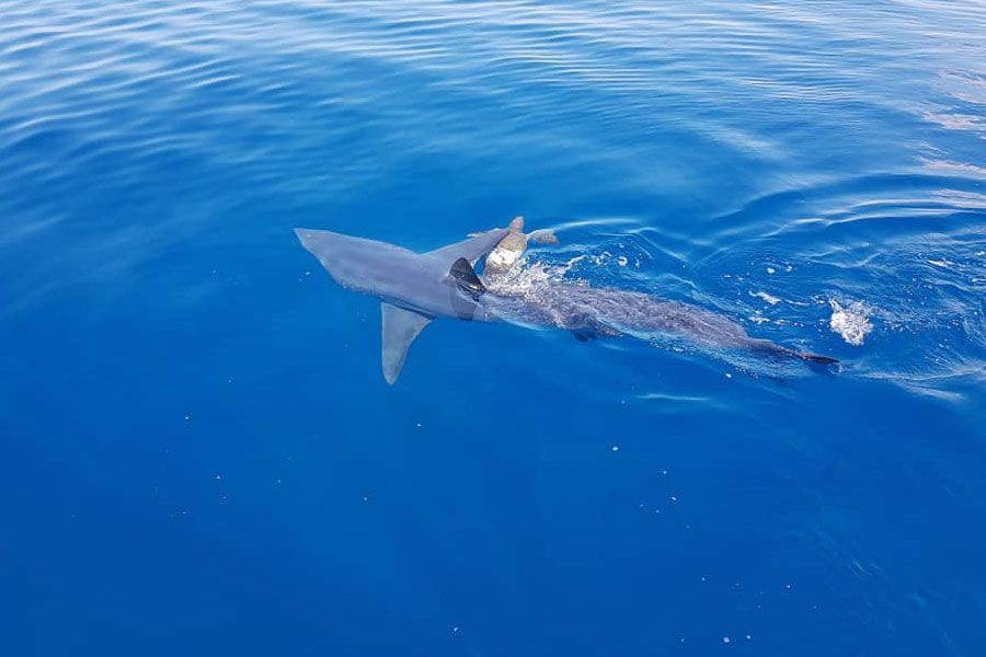 Κύπρος: Η μοναδική θανατηφόρα επίθεση από καρχαρία -Σκοτώθηκε 23χρονος