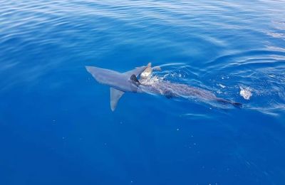 Οι εφημερίδες της εποχής περιέγραφαν τη σοκαριστική επίθεση που «ταρακούνησε» την κοινή γνώμη γράφοντας ότι ο νέος κατασπαράχθηκε από «θαλάσσιον τέρας»