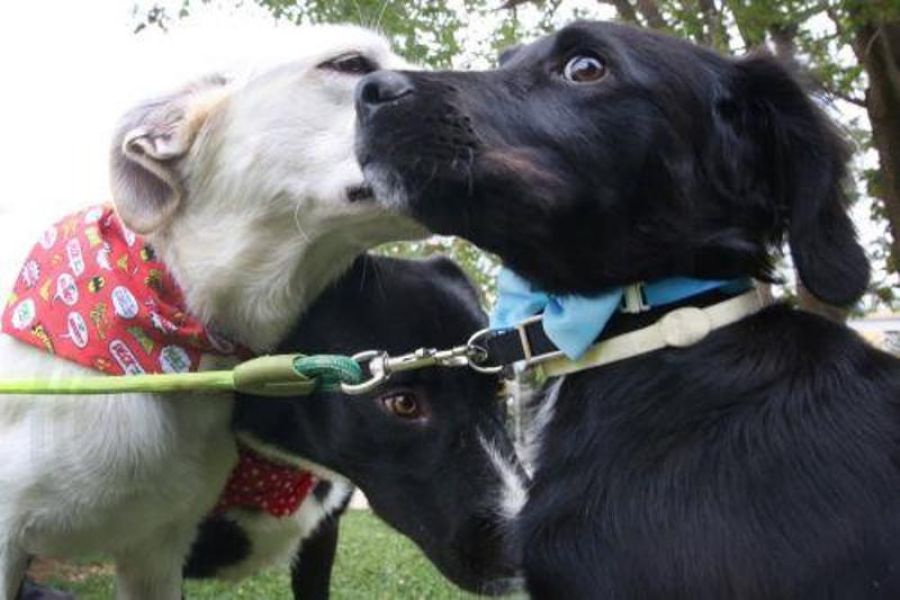 Πάφος: Κινδυνεύουν να μείνουν χωρίς στέγη 2.000 ζώα