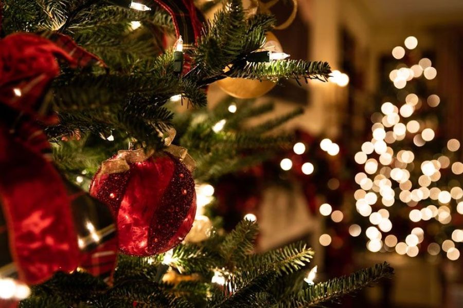 Πότε αρχίζει η πώληση χριστουγεννιάτικων δέντρων από το Τμήμα Δασών