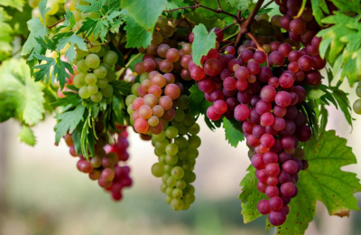 Στους δικαιούχους καταβλήθηκε το ποσό των € 229,359.60.