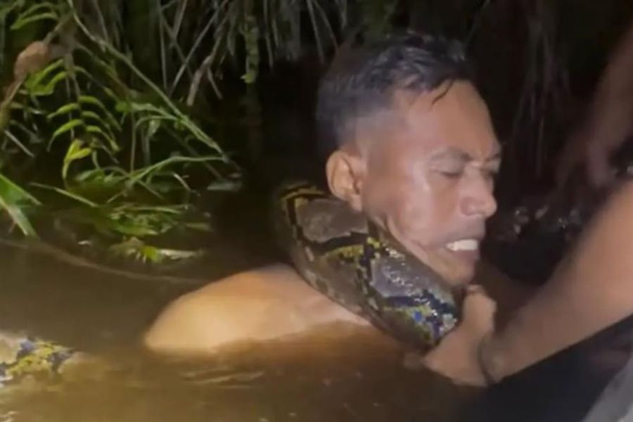 Πύθωνας 6 μέτρων τυλίχθηκε γύρω από τον λαιμό ξεναγού- ΒΙΝΤΕΟ