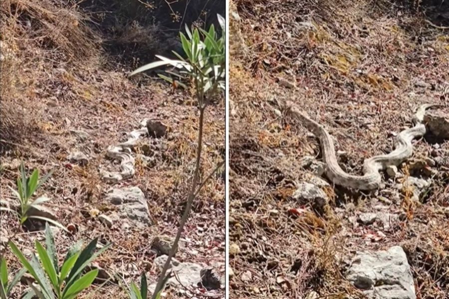 Είχαν άγιο: Είδαν τεράστια φίνα λίγο πριν περάσουν από δίπλα της