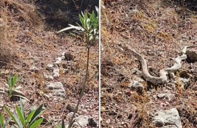 Μια μεγάλη δηλητηριώδης οχιά ήταν απλωμένη σε σημείο από το οποίο θα περνούσε μια ομάδα ατόμων, οι οποίοι ευτυχώς την εντόπισαν έγκαιρα