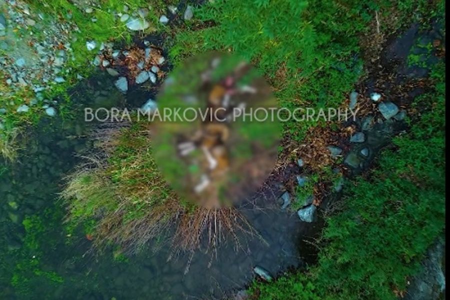 Εντοπίστηκαν νεκρά δύο αγρινά (ΒΙΝΤΕΟ-ΦΩΤΟ)