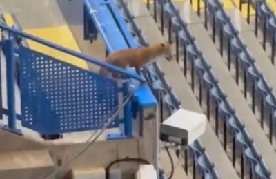 Αλεπού εισέβαλε στο «Στάμφορντ Μπριζ»