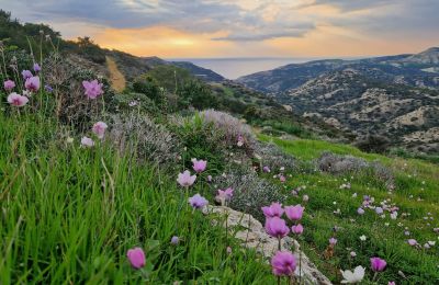 Ζωάκια, δέντρα, Δύση ηλίου, η θάλασσα δένουν αρμονικά στο όλο σκηνικό.