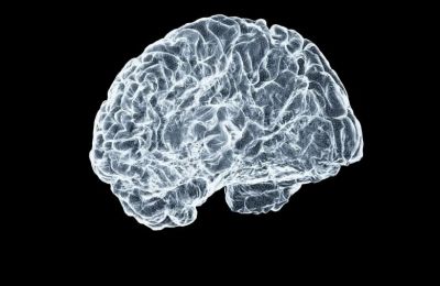 Πολλαπλές περιοχές του εγκεφάλου ενορχηστρώνουν τη μακροπρόθεσμη μνήμη