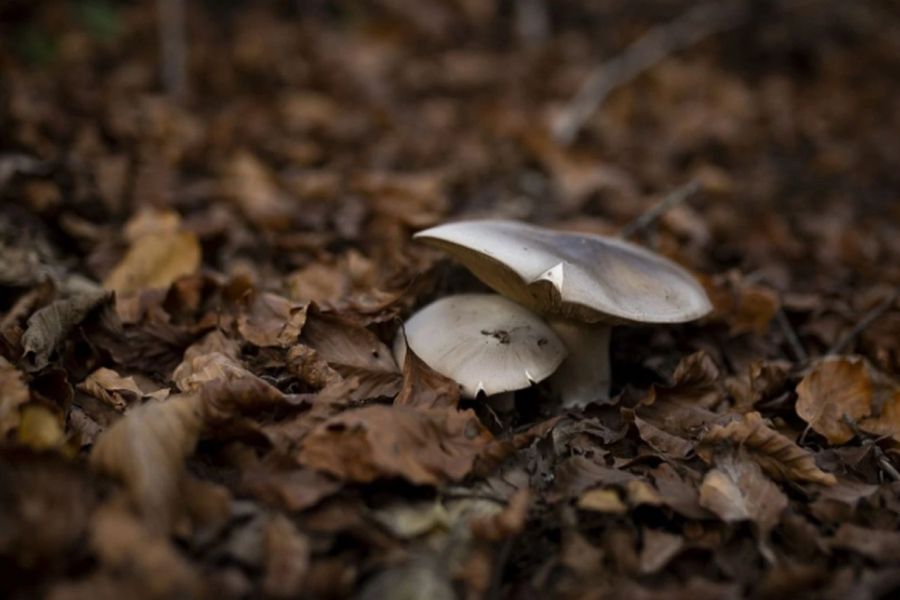 Ξεπέρασε τον κίνδυνο το ζευγάρι που κατανάλωσε δηλητηριώδη μανιτάρια