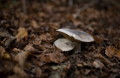 Ο ΕΦΕΤ κρούει τον κώδωνα του κινδύνου, επισημαίνοντας ότι πολλά από τα άγρια μανιτάρια είναι επικίνδυνα.