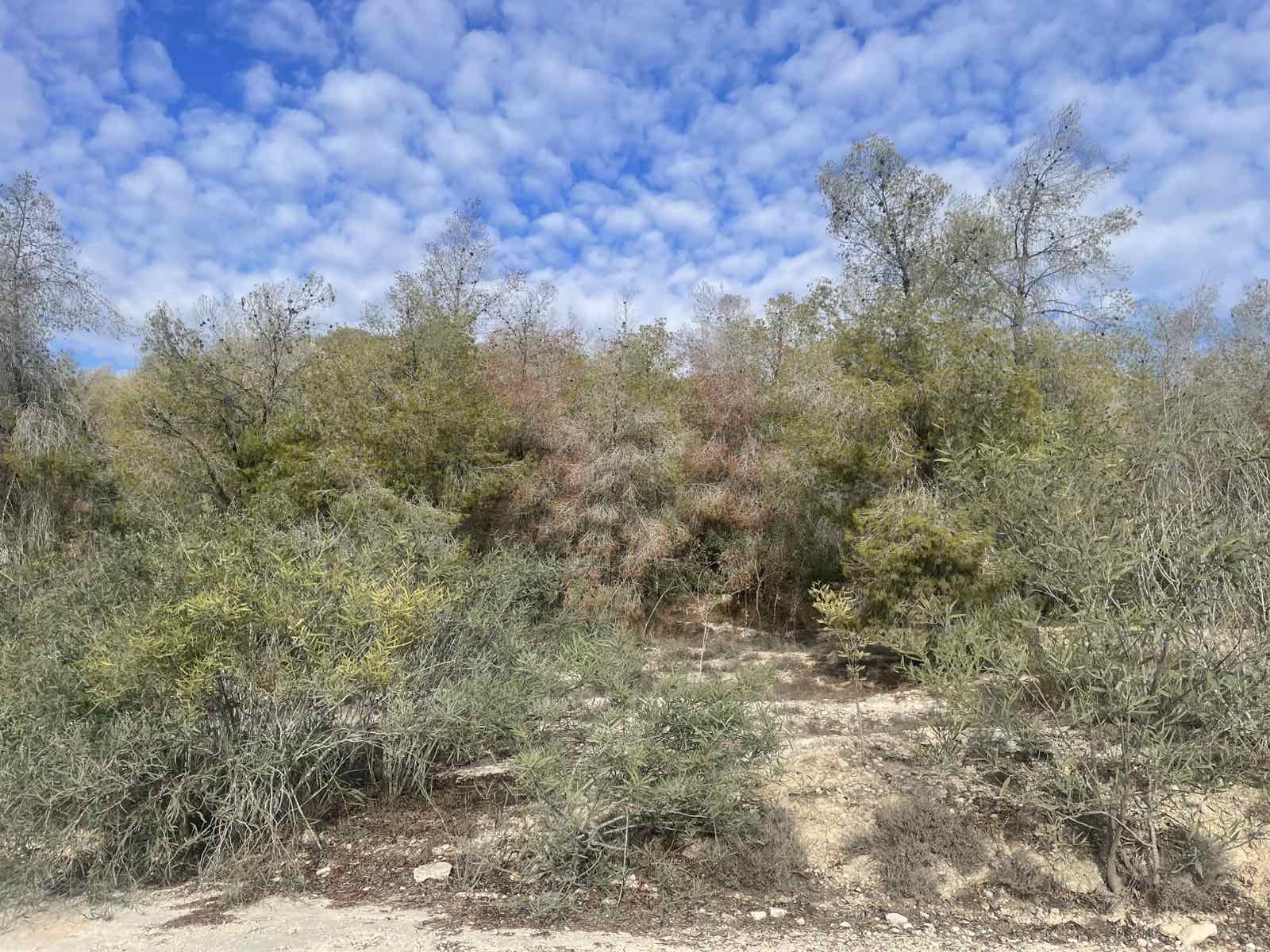 «Διψούν» τα δάση μας: «Είμαστε στην αρχή του κακού» (ΦΩΤΟ)