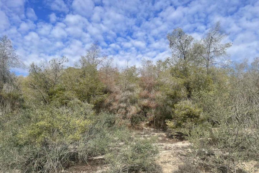 «Διψούν» τα δάση μας: «Είμαστε στην αρχή του κακού» (ΦΩΤΟ)