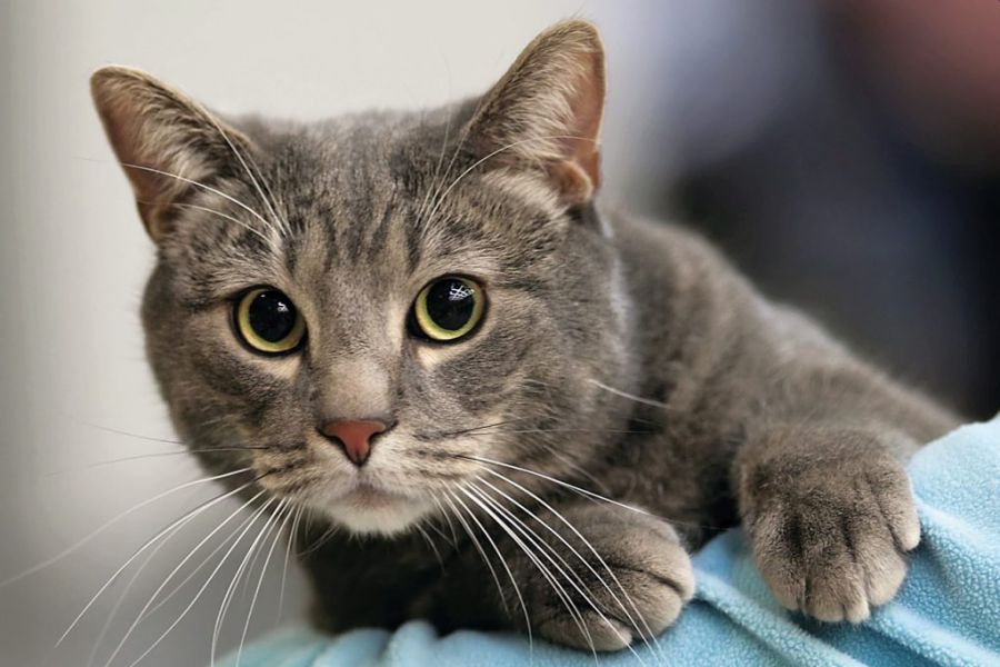 Pet Shops πουλούν ζώα χωρίς άδεια- Έρχονται πρόστιμα και απαγορεύσεις