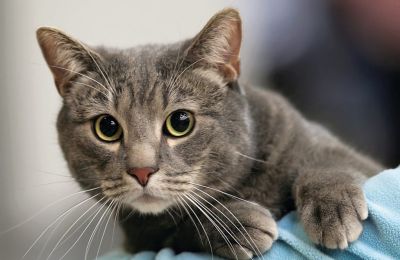 Τι αναφέρει το Κόμμα για τα Ζώα