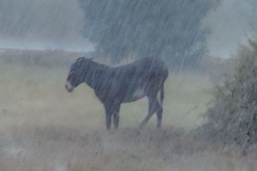 Εγκατέλειψαν γαϊδούρι στις καταρρακτώδεις βροχές (ΒΙΝΤΕΟ)