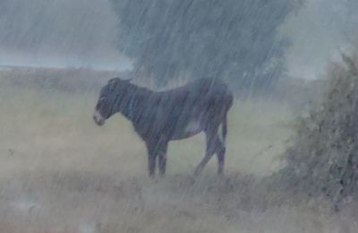 Εγκατέλειψαν γαϊδούρι στις καταρρακτώδεις βροχές (ΒΙΝΤΕΟ) 