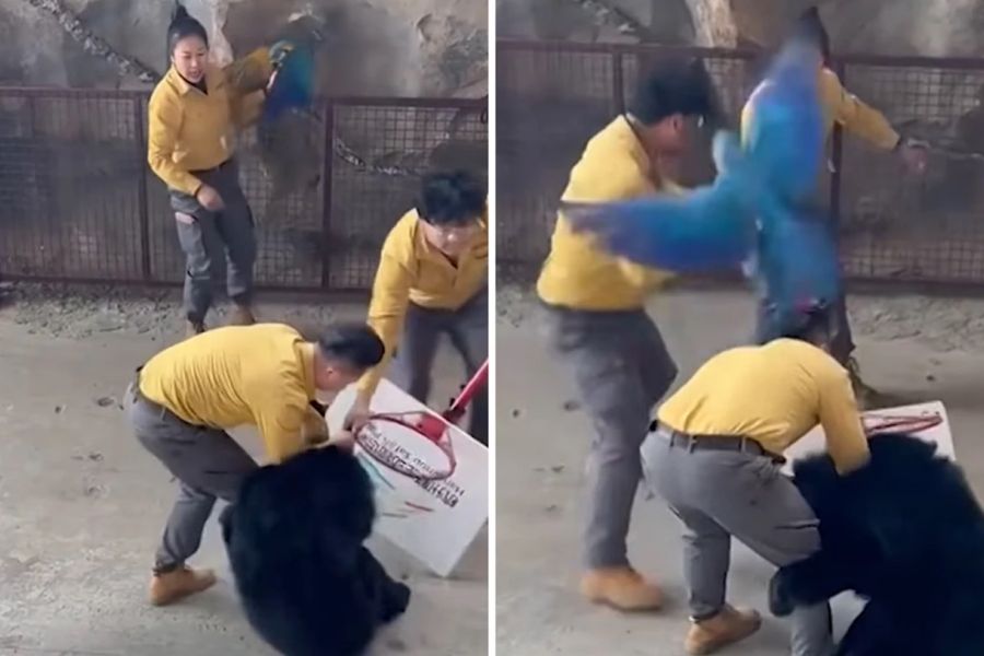 Αρκούδα μυρίζει φαγητό και επιτίθεται με αγριότητα σε άνδρα