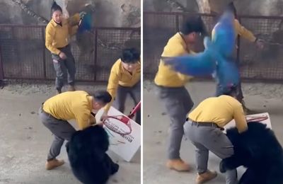 Χαοτική ήταν η στιγμή κατά την οποία μια αρκούδα επιτέθηκε στον χειριστή της σε ζωολογικό πάρκο, αφού διεγέρθηκε από τη μυρωδιά τροφών για ζώα.