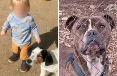 Σύμφωνα με πηγές που πρόσκεινται στην ηγεσία του υπουργείου Παιδείας, η οικογένεια του δίχρονου έχει άλλα δύο παιδιά, ένα στο δημοτικό και ένα στο γυμνάσιο.