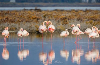 Τα φλαμίνγκο στην Αλυκή Ακρωτηρίου 