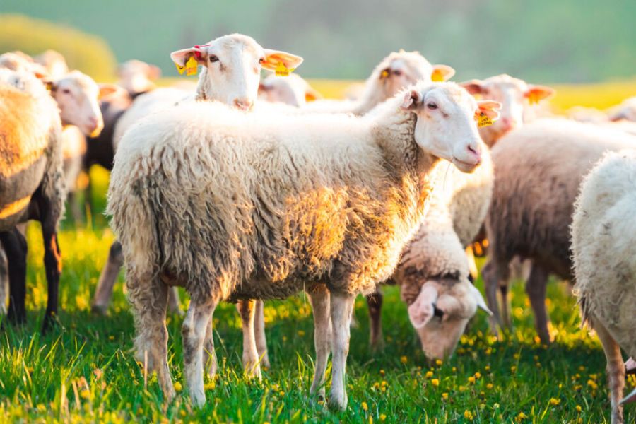 Ύποπτα περιστατικά αφθώδη πυρετού στα κατεχόμενα