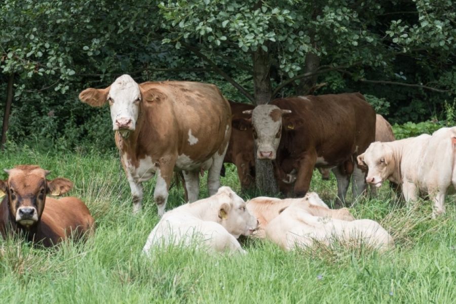 Τελικά, μεταδίδεται ο αφθώδης πυρετός στον άνθρωπο;