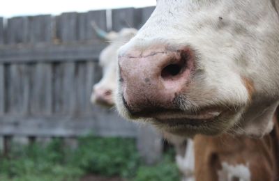 Οι κτηνοτρόφοι οφείλουν να εφαρμόζουν μέτρα 