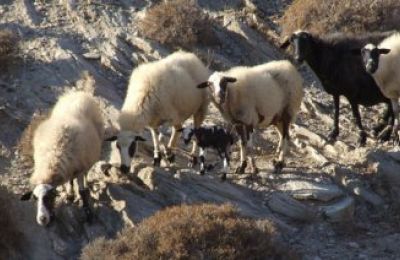 Την Κυριακή η ομάδα εμπειρογνωμόνων θα ενημερώσει τις Κτηνιατρικές Υπηρεσίες για όσα τους είπαν ότι έκαναν οι Τουρκοκύπριοι