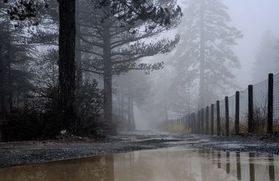 Θα το συναντήσεις στην περιοχή του Τρόοδους και προσφέρει όμορφο θέαμα.