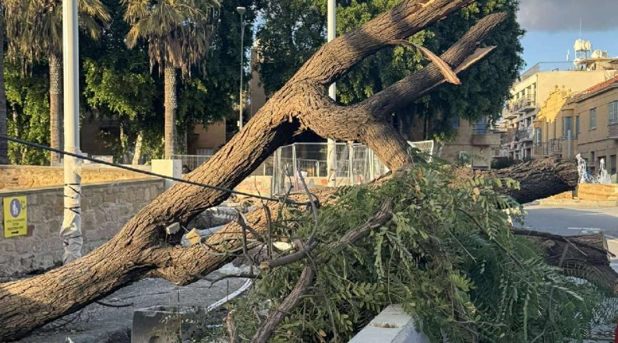 Τα πηρε και τα σήκωσε- Άνεμος «κλάδεψε» δέντρα στη Λευκωσία