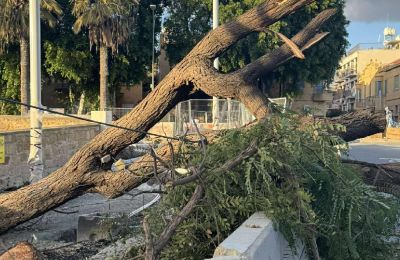 Τα πηρε και τα σήκωσε- Άνεμος «κλάδεψε» δέντρα στη Λευκωσία