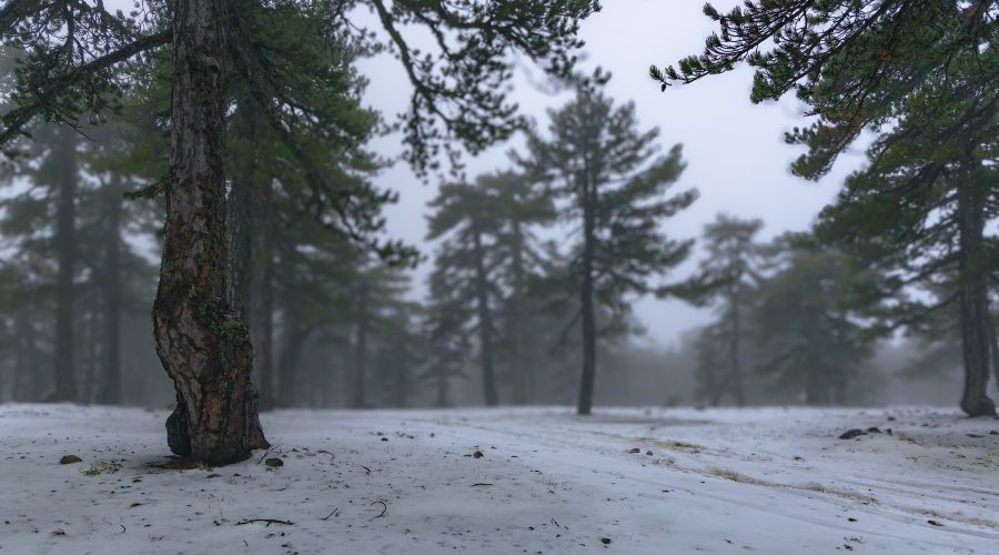 Μια υπέροχη εικόνα από τις χιονισμένες κορυφές του Τροόδους, που αφήνει την ελπίδα πως έπεται ακόμη μεγαλύτερη εισροή νερού στα φράγματα (Πηγή: Καιρόφιλοι Κύπρου)