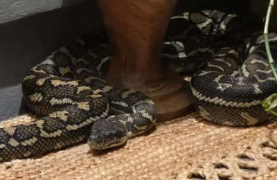 Ξύπνησε και βρήκε έναν τεράστιο πύθωνα πάνω στο στήθος της