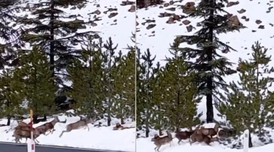 Υπέροχο βίντεο: Αγρινά απολαμβάνουν το χιονισμένο Τρόοδος