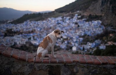 Σφαγεία, δηλητηριάσεις και πυροβολισμοί