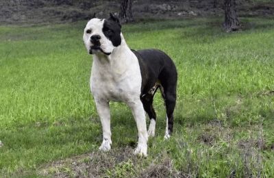 Χάθηκε σκύλος- Δίνουν 1500 ευρώ αμοιβή σε όποιον τον βρει (ΦΩΤΟ)