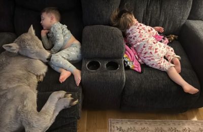 Ο 3χρονος αγκαλιάζει ένα μοσχαράκι που η οικογένειά του έφερε μέσα κατά τη διάρκεια ακραίων χαμηλών θερμοκρασιών