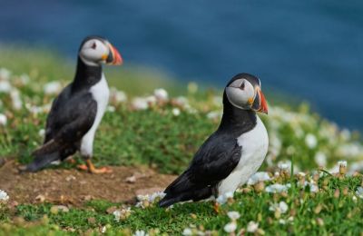 Στο πλαίσιο προγραμμάτων προστασίας της άγριας ζωής