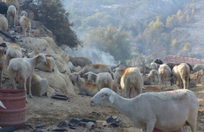 Κομισιον: Εμβόλια-κτηνιατρική βοήθεια για αφθώδη πυρετό στα κατεχόμενα