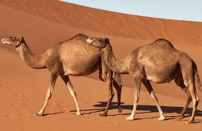 Ποια είναι η χρησιμότητα των διαβατηρίων για τα ζώα