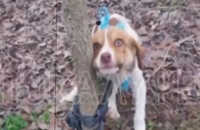 Οι ιατροδικαστές έφριξαν με αυτά που συνάντησαν από την εξέταση του κουταβιού.