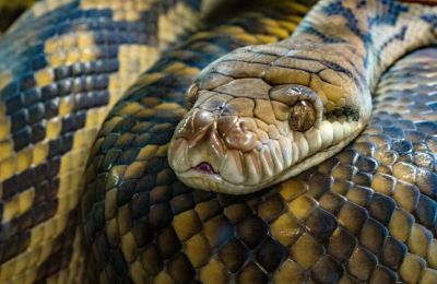 Αυτά τα φίδια χτυπούν πιο γρήγορα από ό,τι μπορούμε να αντιδράσουμε