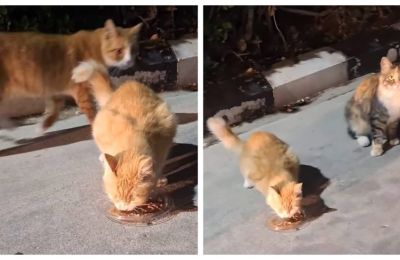 Το θέμα προκάλεσε έντονες αντιδράσεις στα Μέσα Κοινωνικής δικτύωσης