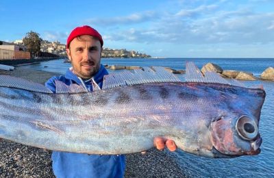 Το ψάρι λιοντάρι, γνωστό και ως «λιόκορνο», πήρε το όνομά του από την προεξοχή στο κεφάλι του που μοιάζει με κέρατο, θυμίζοντας θαλάσσιο μονόκερο.