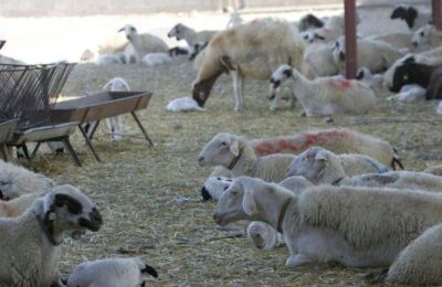 Φωτογραφία Αρχείου