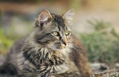 «Αρπαγή γάτων για εκμετάλλευση ή για εξαγωγή τους στο εξωτερικό»