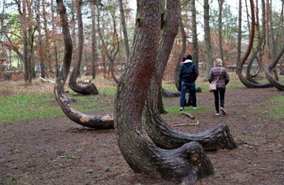 Έρευνα καταλήγει στο συμπέρασμα ότι σχεδόν το 41% των εγκλιματισμένων ειδών δέντρων, σπάνια εκτελούν τις ίδιες οικολογικές λειτουργίες με τα ιθαγενή είδη.