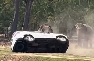 Βίαιη επίθεση ελέφαντα στην Ταϊλάνδη