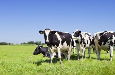 Περιστατικό αφθώδους πυρετού σε κτηνοτροφική μονάδα στη Λάρνακα