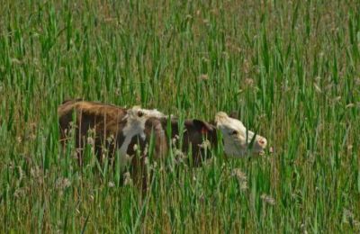 Περιστατικό αφθώδους πυρετού σε κτηνοτροφική μονάδα στη Λάρνακα